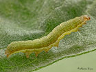  73.330 Radford's Flame Shoulder larva 12mm Copyright Martin Evans 