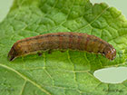  73.330 Radford's Flame Shoulder larva 21mm Copyright Martin Evans 