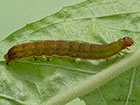  73.330 Radford's Flame Shoulder larva 30mm Copyright Martin Evans 
