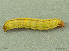  73.330 Radford's Flame Shoulder larva 31mm Copyright Martin Evans 