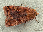  73.331 Barred Chestnut female form Copyright Martin Evans 