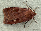  73.331 Barred Chestnut female Copyright Martin Evans 