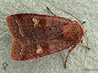  73.331 Barred Chestnut female Copyright Martin Evans 