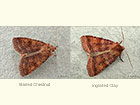 73.331 Barred Chestnut and Ingrailed Clay Copyright Martin Evans 