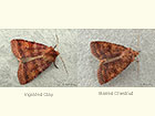  73.333 Ingrailed Clay and Barred Chestnut Copyright Martin Evans 