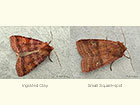  73.333 Ingrailed Clay and Small Square-spot Copyright Martin Evans 