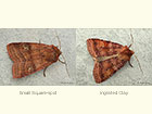  73.334 Small Square-spot Highland form and Ingrailed Clay Copyright Martin Evans 