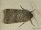  73.341 Northern Rustic Copyright Martin Evans 