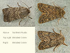  73.341 Northern Rustic and Brindled Ochre Copyright Martin Evans 