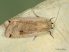  73.342 Large Yellow Underwing Copyright Martin Evans 