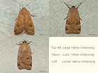  73.342 Large Yellow Underwing, Lunar Yellow Underwing and Lesser Yellow Underwing Copyright Martin Evans 