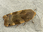  73.343 Broad-bordered Yellow Underwing Copyright Martin Evans 