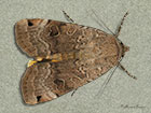  73.344 Lunar Yellow Underwing Copyright Martin Evans 