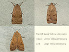  73.344 Lunar Yellow Underwing, Large Yellow Underwing and Lesser Yellow Underwing Copyright Martin Evans 