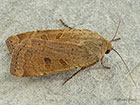  73.345 Lesser Yellow Underwing Copyright Martin Evans 