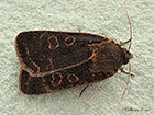  73.345 Lesser Yellow Underwing Copyright Martin Evans 