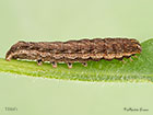  73.345 Lesser Yellow Underwing larva 18mm Copyright Martin Evans 