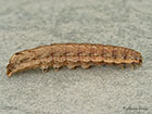  73.345 Lesser Yellow Underwing larva 27mm Copyright Martin Evans 