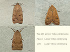  73.345 Lesser Yellow Underwing, Large Yellow Underwing and Lunar Yellow Underwing Copyright Martin Evans 