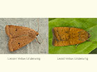  73.345 Lesser Yellow Underwing and Least Yellow Underwing Copyright Martin Evans 