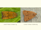  73.346 Least Yellow Underwing and Lesser Yellow Underwing Copyright Martin Evans 