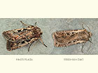  73.356 Heath Rustic and White-line Dart Copyright Martin Evans 