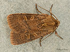  73.357 Square-spot Rustic Copyright Martin Evans 