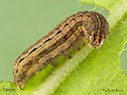  73.357 Square-spot Rustic larva 19mm Copyright Martin Evans Copyright Martin Evans 