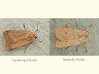  73.357 Square-spot Rustic and Neglected Rustic Copyright Martin Evans Copyright Martin Evans 