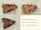  73.360 Triple-spotted Clay an Double Square-spot Copyright Martin Evans 