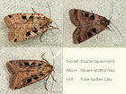  73.361 Double Square-spot and Triple-spotted Clay Copyright Martin Evans 