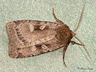  73.364 Rosy Marsh Moth Copyright Martin Evans 