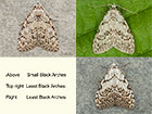  74.001 Small Black Arches and Least Black Arches Copyright Martin Evans 