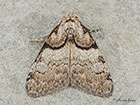  74.003 Short-cloaked Moth Copyright Martin Evans 